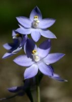 blue orchid