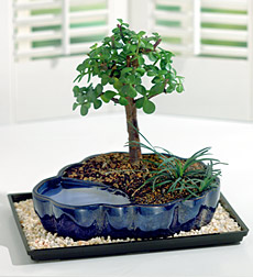 Jade Bonsai Plant